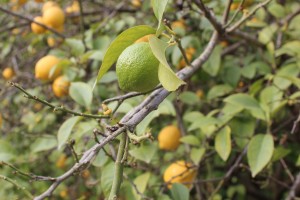 Zitronen im Jeita-Tal